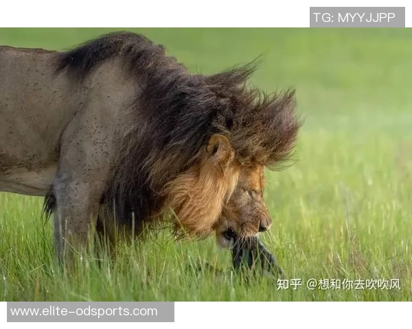 雄狮理发前后的惊人变化揭示了外貌与自信之间的微妙关系